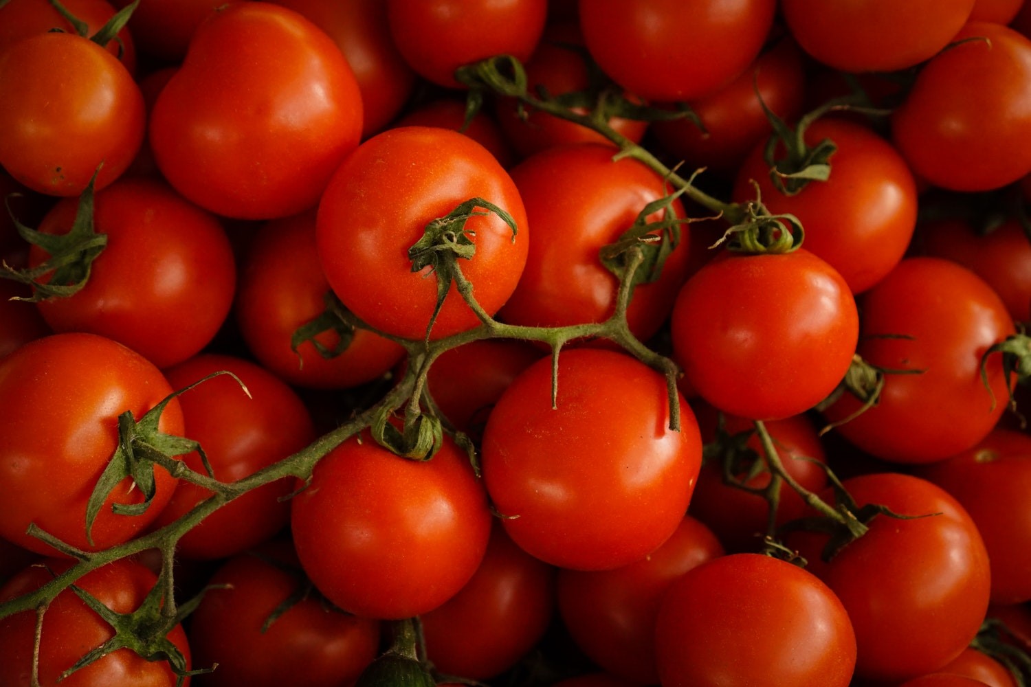 Cà chua có lợi ích rất tốt trong mùa hè